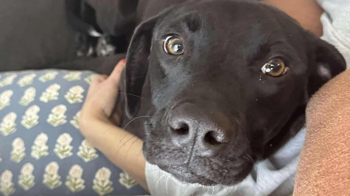 Illustration : "Disparu pendant 2 semaines, ce jeune Labrador surprend tout le monde en refaisant surface le jour de Noël !"