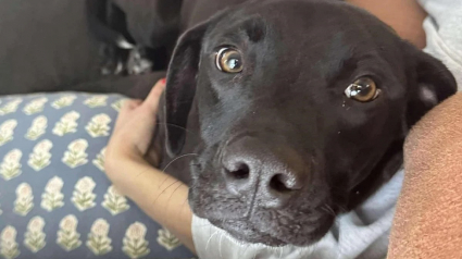 Illustration : Disparu pendant 2 semaines, ce jeune Labrador surprend tout le monde en refaisant surface le jour de No&euml;l !
