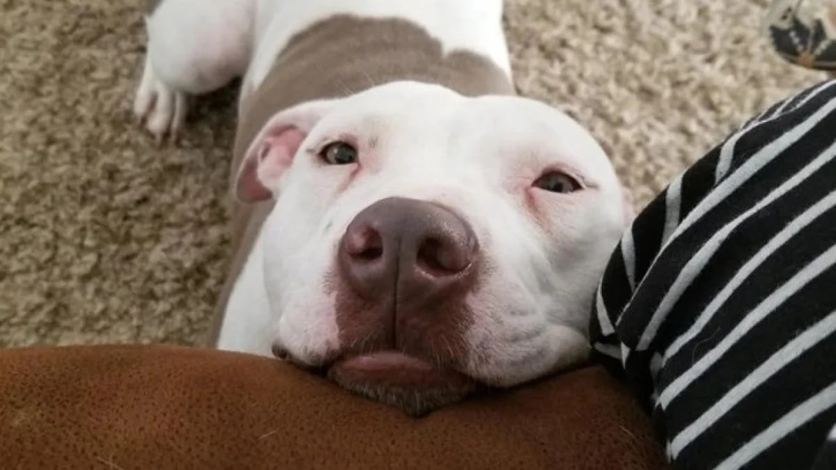 Illustration : "13 adorables photos qui vont vous faire changer d’avis sur les Pitbulls"