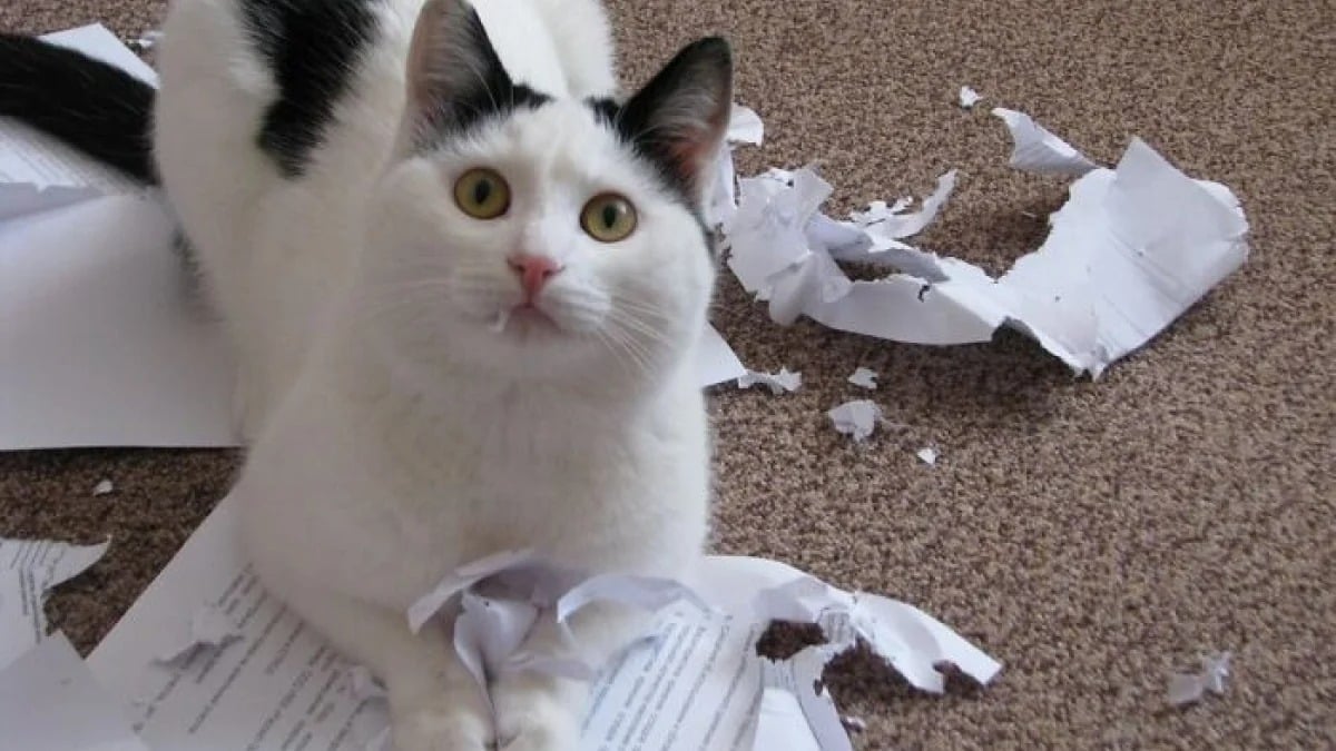 Illustration : "18 photos hilarantes de chats qui ont été surpris en train de faire une grosse bêtise"