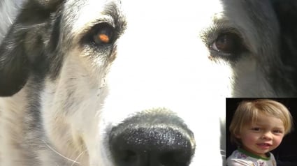Illustration : Perdu depuis 16 heures dans la nature, un enfant de 2 ans guidé vers la sécurité par un chien courageux