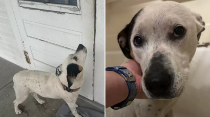 Illustration : Une chienne abandonnée devant sa propre maison attend que quelqu’un lui tende la main (vidéo)