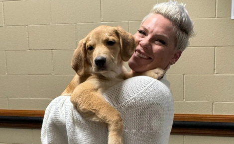 La chanteuse Pink a accueilli un chiot lors de sa dernière tournée afin de l’aider à trouver sa famille pour la vie mais elle a fini par l’adopter