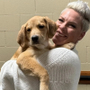Illustration : La chanteuse Pink a accueilli un chiot lors de sa dernière tournée afin de l’aider à trouver sa famille pour la vie mais elle a fini par l’adopter