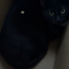 Illustration : Elles se rendent au magasin pour acheter de la litière pour chat et en ressortent avec un nouvel ami félin (vidéo)