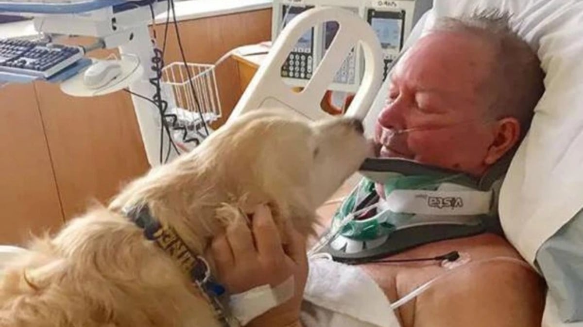 Illustration : "15 photos prouvant que les chiens sont une source inépuisable d'amour et de joie"