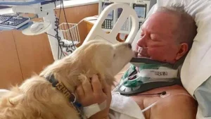 Illustration : 15 photos prouvant que les chiens sont une source inépuisable d'amour et de joie