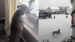 Illustration : "Ce chien adore le jeudi, jour où il retrouve ses éboueurs préférés et leur fait la fête par toutes les météos (vidéo)"