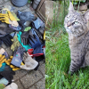 Illustration : Le penchant de cette chatte voleuse pour les gants de jardinage lui vaut une impressionnante collection et fait rire tout son quartier