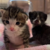 Illustration : L'instant magique et émouvant où 2 chatons nouveau-nés entendent pour toute la première fois (vidéo)