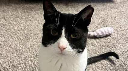Illustration : Ce chat plein de surprises met un point d'honneur à offrir quotidiennement un cadeau insolite à ses humains (vidéo)
