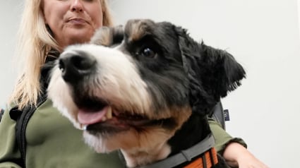 Illustration : Ce chien qui déteste l’eau s’échappe du salon de toilettage et disparaît durant 3 jours avant d’être retrouvé grâce à un drone