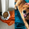 Illustration : Les premiers pas d’une chienne, utilisée depuis toujours pour la reproduction, vers sa nouvelle vie (vidéo) 