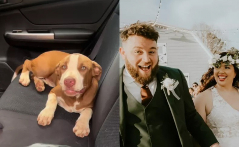 Aujourd’hui marié, ce couple revient sur sa belle rencontre permise par Fiona, une chienne errante rencontrée à la suite d’une randonnée (vidéo)