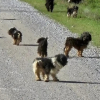 Illustration : Perdus en pleine forêt, 12 chiens croisés Caniches issus d'une usine à chiots étaient voués à disparaître dans l’indifférence avant leur découverte par un automobiliste