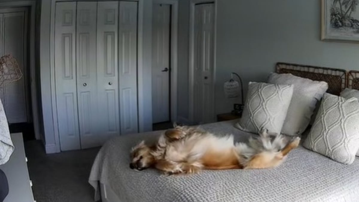 Illustration : "Une propriétaire culpabilise de laisser son chien seul toute la journée, puis découvre son activité favorite grâce à une caméra de surveillance (vidéo) "