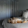 Illustration : Une propriétaire culpabilise de laisser son chien seul toute la journée, puis découvre son activité favorite grâce à une caméra de surveillance (vidéo) 