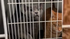 Illustration : Après une adoption ratée, ces 2 inséparables chats de refuge vivent une nouvelle déception mais restent plus soudés que jamais (vidéo)
