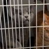 Illustration : Après une adoption ratée, ces 2 inséparables chats de refuge vivent une nouvelle déception mais restent plus soudés que jamais (vidéo)