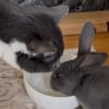 Illustration : Ce chat, qui rencontre un lapin pour la première fois, ne sait pas comment agir face à lui (vidéo) 