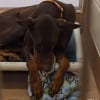 Illustration : Enchaîné toute sa vie et abandonné car "trop bruyant", ce Dobermann se console comme il peut en s'accrochant à sa couverture préférée (vidéo)