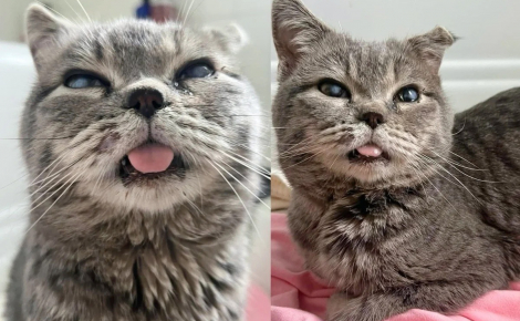 Son oreille repliée et sa langue pendante racontent son passé, mais ce chat a choisi d’aimer à nouveau
