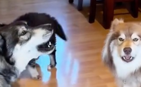 Introduit tout récemment dans sa nouvelle famille, ce chiot bénéficie d’un accueil bruyant à la « Husky » de la part de ses frères et sœurs (vidéo)