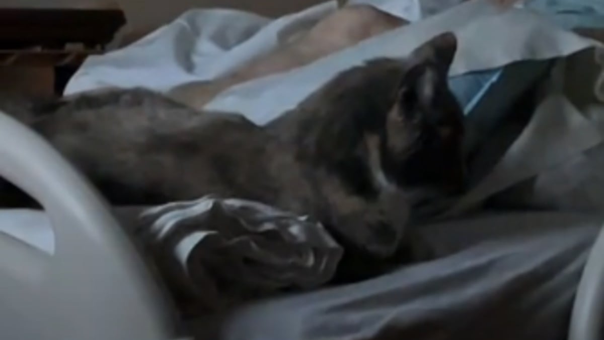 Illustration : "Le dernier souhait d'une grand-mère était de passer une ultime journée avec son chat, il a été exaucé dans un moment poignant (vidéo)"