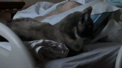Illustration : Le dernier souhait d'une grand-mère était de passer une ultime journée avec son chat, il a été exaucé dans un moment poignant (vidéo)