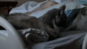 Illustration : "Le dernier souhait d'une grand-mère était de passer une ultime journée avec son chat, il a été exaucé dans un moment poignant (vidéo)"