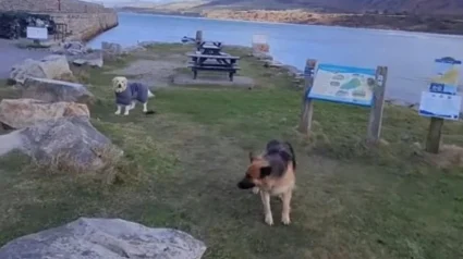Illustration : Après avoir passé une super journée à la plage, ces adorables chiennes élaborent un petit stratagème pour ne pas rentrer à la maison (vidéo)