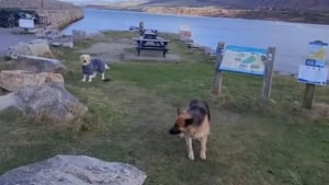 Illustration : "Après avoir passé une super journée à la plage, ces adorables chiennes élaborent un petit stratagème pour ne pas rentrer à la maison (vidéo)"