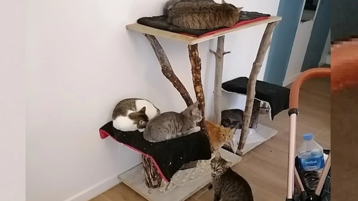 Illustration : "Vivant dans un appartement avec plus de 40 chats et 2 chiens, cette femme trompe les enquêteurs pour échapper à la justice"