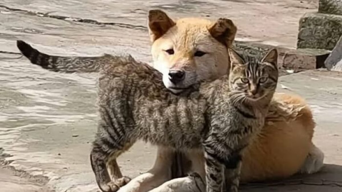 Illustration : "16 photos de chats et de chiens les plus attendrissantes du moment"