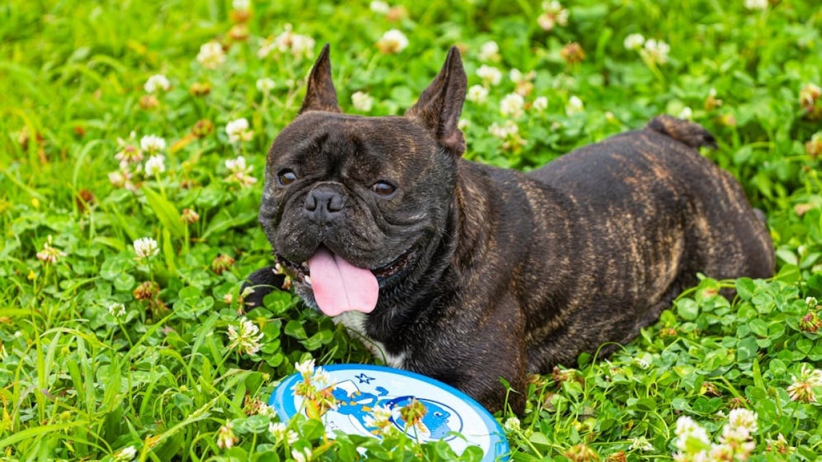 Illustration : "8 informations importantes à connaître sur les tiques pour bien protéger votre chien"