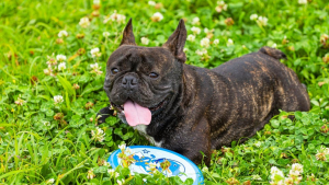 Illustration : "8 informations importantes à connaître sur les tiques pour bien protéger votre chien"