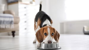 Illustration : "Adopter les bonnes habitudes alimentaires à l’arrivée de son chiot"
