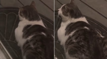 Illustration : Un chat censé garder les petits visiteurs indésirables à distance en décide autrement à la surprise de ses adoptants (vidéo)