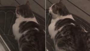 Illustration : "Un chat censé garder les petits visiteurs indésirables à distance en décide autrement à la surprise de ses adoptants (vidéo)"