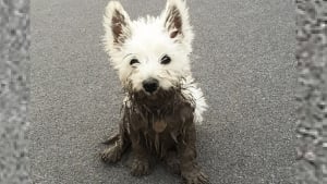 Illustration : 18 photos de chiens dont le terrain de jeu préféré est la boue