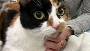 Illustration : Persécutée par ses congénères de toujours, cette chatte de 7 ans se retrouve seule dans un refuge et cherche désormais un foyer