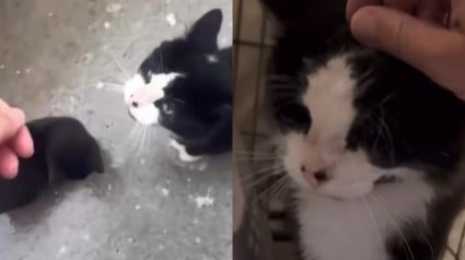 Illustration : Il mendiait un peu de nourriture dans les rues, mais ce chat errant est revenu avec un ami à sauver