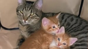Illustration : "Contre toute attente, ce papa chat n’a pas hésité à prendre soin de ses petits quand leur maman est tombée gravement malade (vidéo)"