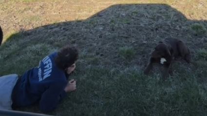 Illustration : Un couple bienveillant passe des heures dans un champ à convaincre une chienne de se laisser secourir et l'aide à prendre un nouveau départ (vidéo)