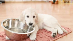 Illustration : "Mon chiot ne mange pas : que faire ?"
