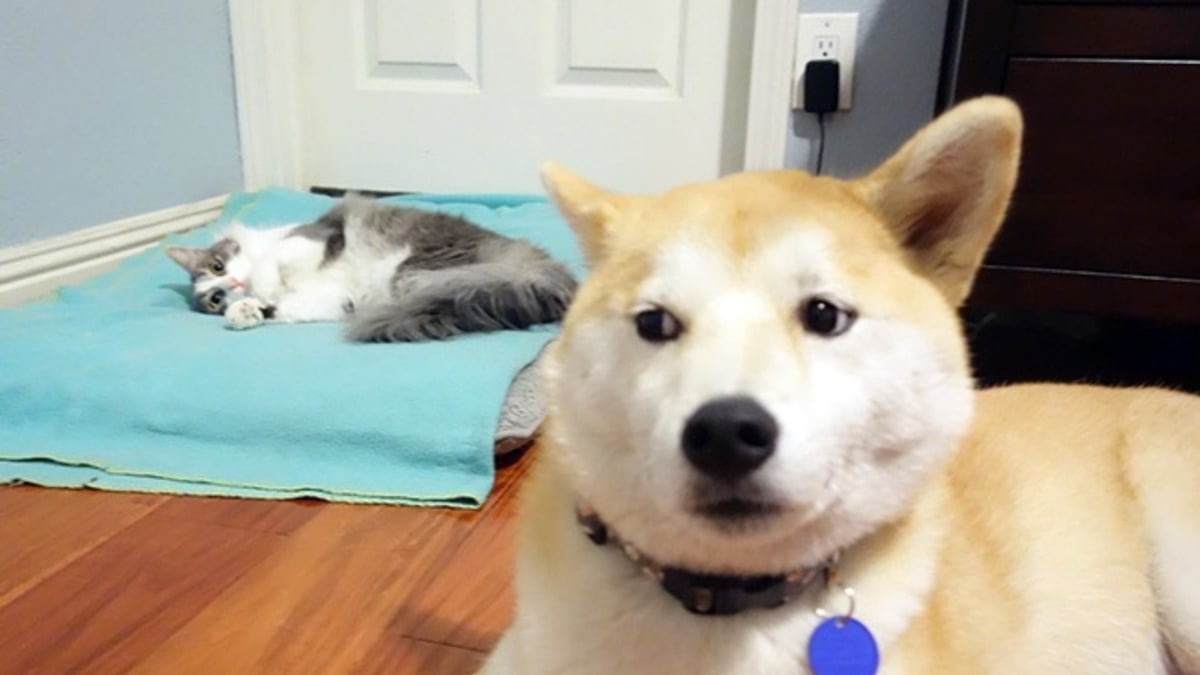 Illustration : "15 photos de chats ayant décidé de prendre le pouvoir au grand dam de leurs amis chiens"