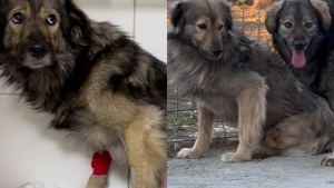 Illustration : Un chien, dont toute la famille est décédée, reprend goût à la vie grâce à une rencontre qui a changé son existence (vidéo) 