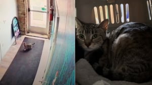 Illustration : La tristesse de cette chatte abandonnée dans un bar à chats s'efface grâce aux efforts conjoints du personnel et d'une association