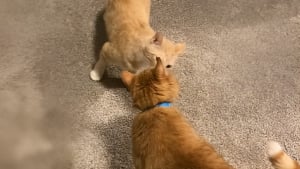Illustration : "En découvrant son nouveau petit frère derrière la porte, cette chatte rousse lui tend son jouet préféré (vidéo)"