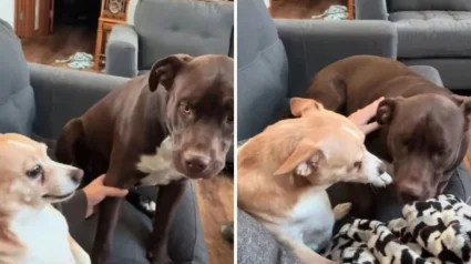Illustration : Pour aider ses chiens à faire le deuil de leur sœur à 4 pattes, une femme les laisse lui dire un dernier au revoir émouvant